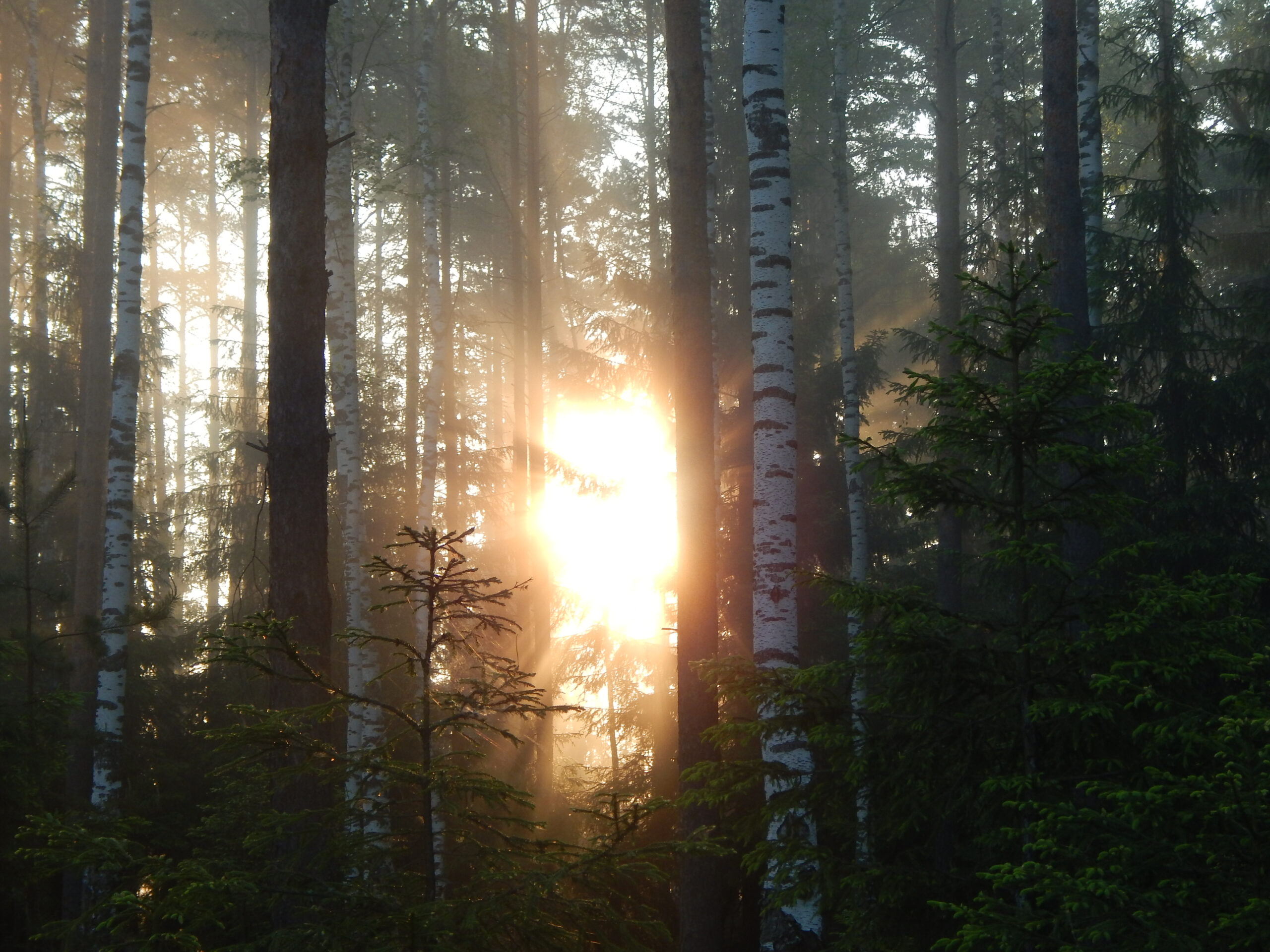 Metsän Woima Kiertotalous
