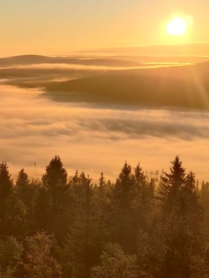 metsanwoima-kuvituskuva-etusivu